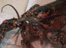 Live Lobster Home Invasion