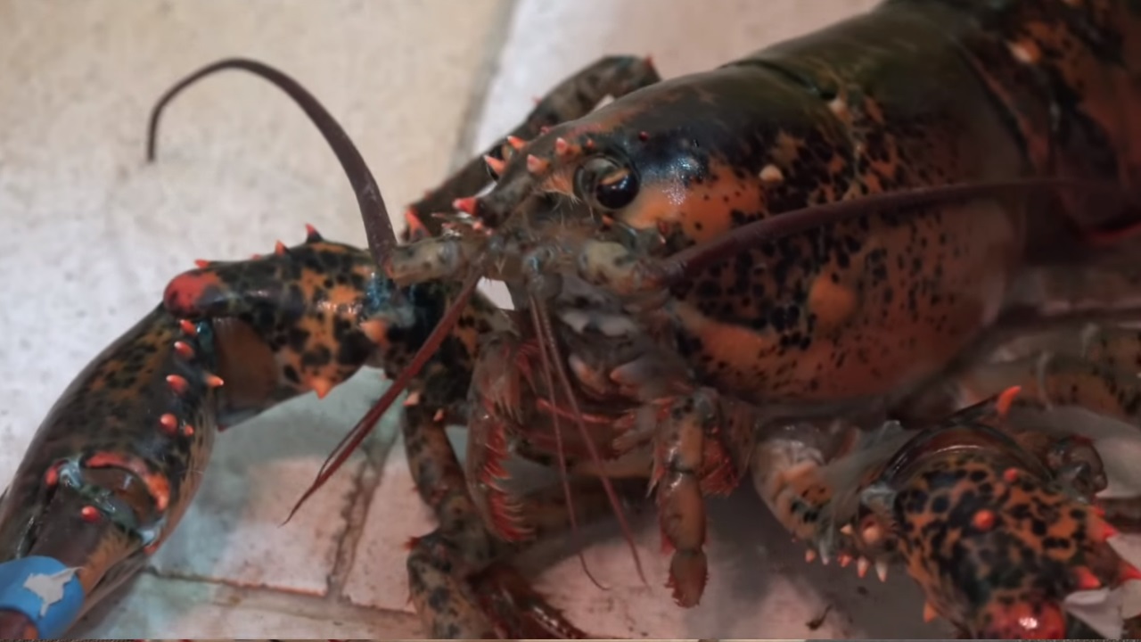 Live Lobster Home Invasion