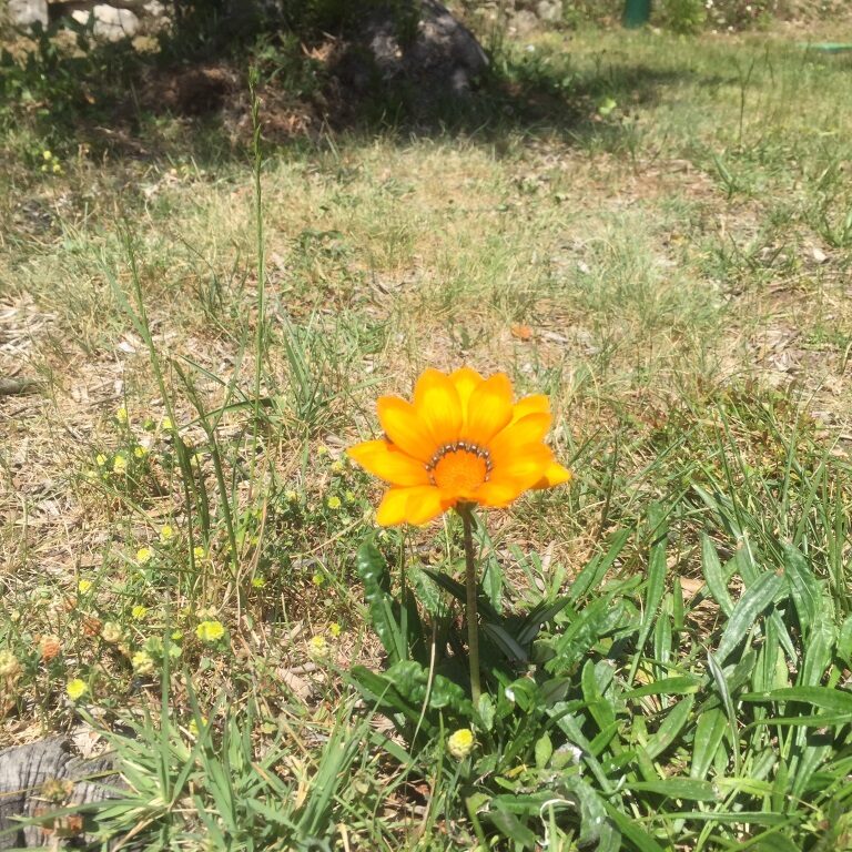 In Love With A Yellow Flower